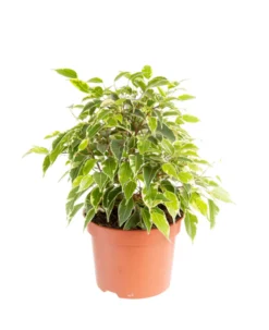 Ficus benjamina Kinky multicolore. Le pot Ø 12 cm