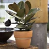 Ficus Elastica Robusta ou Caoutchouc H 150 cm en pot de 43 cm