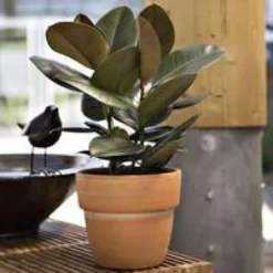 Ficus Elastica Robusta ou Caoutchouc H 150 cm en pot de 43 cm