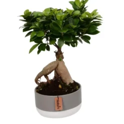 Ficus ginseng avec cache-pot en céramique Ø 18cm