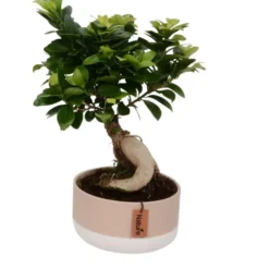 Ficus ginseng avec cache-pot en céramique Ø 18cm