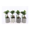 Ficus Ginseng + cache-pot