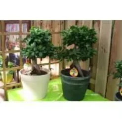 Ficus Ginseng + cache-pot