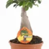 Ficus ginseng vert. Le pot Ø 17 cm