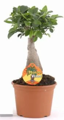 Ficus ginseng vert. Le pot Ø 17 cm