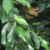 Ficus. Le pot Ø 21 cm