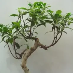 Ficus. Le pot de Ø 40 x H 170 cm, forme spirale