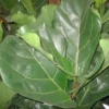 Ficus Lyrata. Le pot de Ø 30 x H 170 cm, forme ramifiée