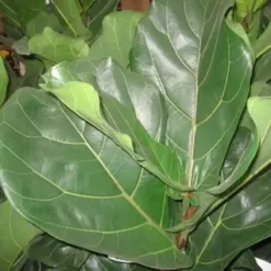 Ficus Lyrata. Le pot de Ø 30 x H 170 cm, forme ramifiée