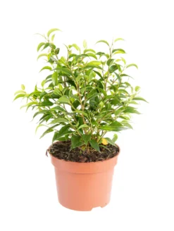 Ficus Natasha. Le pot de Ø 6 cm