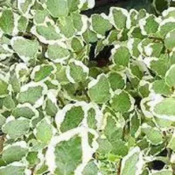 Ficus White Sunny vert. La suspension Ø 17 cm