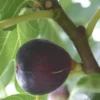 Figuier Fiorone Nero coloris violet - 35 L
