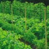 Filet à ramer coloris vert 2x5 m