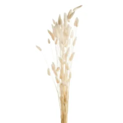 Fleurs séchées coloris blanc lagure