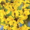 Forsythia Lynwood jaune. Le pot de 3 litres
