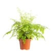 Fougère capillaire (cheveux de Vénus) vert. Le pot Ø 14 cm