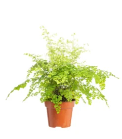 Fougère capillaire (cheveux de Vénus) vert. Le pot Ø 14 cm