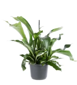 Fougère corne d’élan (Platycerium) vert. La suspension Ø 18 cm