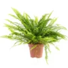 Fougère Nephrolepis Boston pot Ø17 cm/ H50 cm