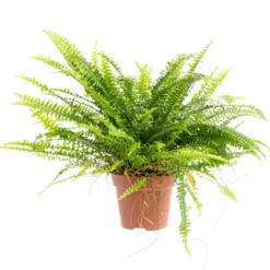 Fougère Nephrolepis Boston pot Ø17 cm/ H50 cm