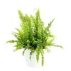 Fougère Nephrolepis Green Lady. Le pot Ø 17 cm
