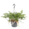 Fougère patte de lapin verte. La suspension Ø 14 cm