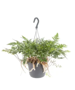 Fougère patte de lapin verte. La suspension Ø 14 cm