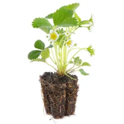Fraisier 'Mara Des Bois' Bio. La motte de 7x7 cm