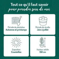 Framboisier Willamette Bio. Le pot de 2 litres