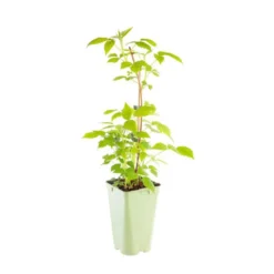 Framboisier Willamette Bio. Le pot de 2 litres