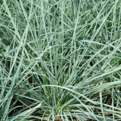 Fétuque elijah blue en pot de 2 L