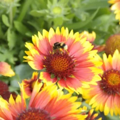 Gaillarde variété Arizona Sun bicolore. Le pot de 2 L