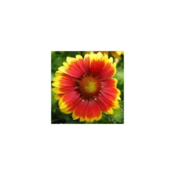 Gaillarde vivace - Le pot de 2 litres