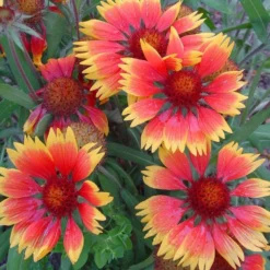 Gaillarde vivace - Le pot de 2 litres