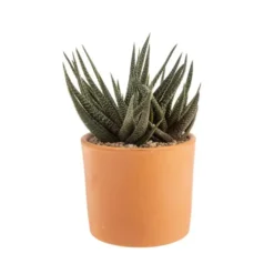 Gasteria panachage par 18 pot terre cuite Ø20x30 cm
