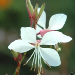 Gaura - Le pot de 1 litre