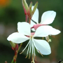 Gaura Lindheimeri - Le pot de 8 litres