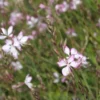 Gaura rosy jane rose en pot de 2 L