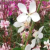 Gaura Varié - Le pot de 7,5 litres