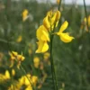 Genêt d’Espagne jaune. Le pot de 7 litres