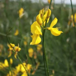 Genêt d’Espagne jaune. Le pot de 7 litres