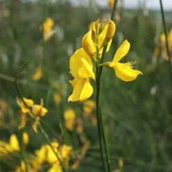 Genêt d’Espagne jaune. Le pot de 7 litres