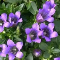Gentiana Sino Ornata - Le pot de 1 litre