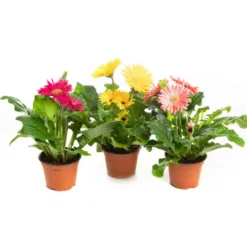 Gerbera Twister. Le pot de Ø 12