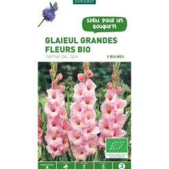Glaïeul à grandes fleurs bio Captiva rose botanic® - 5 bulbes