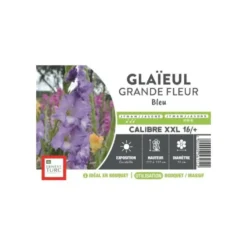 Glaïeul à grandes fleurs bleu Ernest Turc - bulbes vrac