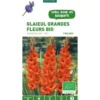 Glaïeul à grandes fleurs Mascagni bio rouge botanic® - 5 bulbes