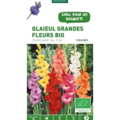 Glaïeul à grandes fleurs mélange bio botanic® - 5 bulbes