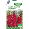 Glaïeul à grandes fleurs Plumtart bio violet botanic® - 5 bulbes