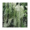 Glycine FLORIBUNDA ALBA. Le pot de 3 litres